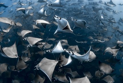 Aggregation of mobula rays off the coast of Mexico - Nadia Aly Ocean Photographer of the Year 2020